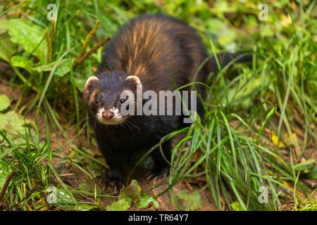 domestic polecat, domestic ferret (Mustela putorius f. furo, Mustela putorius furo), dark shape, front view, Germany, Bavaria Stock Photo