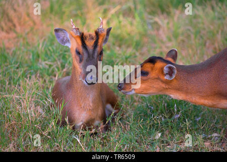 Chinese muntjac, Reeve's muntjac (Muntiacus reevesi), resting male is sniffed by a female Stock Photo