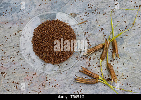 common evening primrose (Oenothera biennis), seed in a bowl, production of a evening primrose oil, Germany Stock Photo