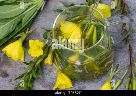 common evening primrose (Oenothera biennis), self-made evening primrose from flowers, leaves and roots, Germany Stock Photo