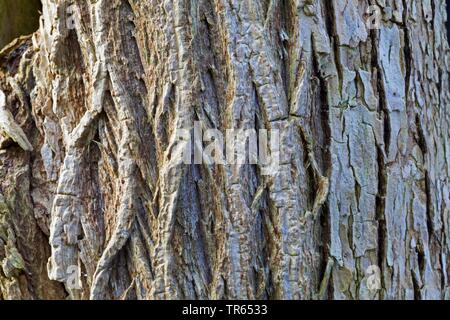 European black elder, Elderberry, Common elder (Sambucus nigra), bark, Germany Stock Photo