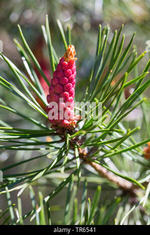 Scotch pine, Scots pine (Pinus sylvestris), branch with male inflorescence, Germany Stock Photo