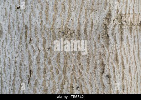 walnut (Juglans regia), bark, Germany Stock Photo
