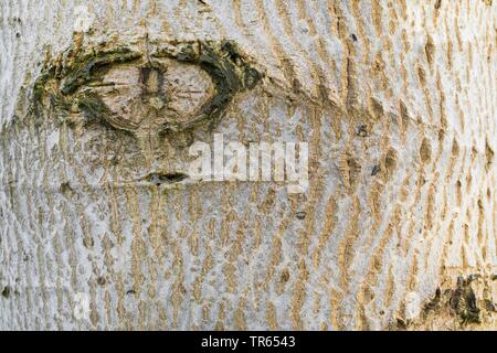 walnut (Juglans regia), bark, Germany Stock Photo