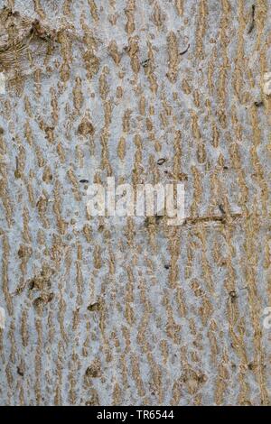 walnut (Juglans regia), bark, Germany Stock Photo