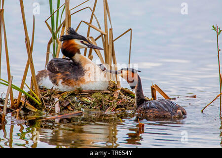 great crested grebe (Podiceps cristatus), male feeding a chick on the back of the female, Germany, Bavaria, Niederbayern, Lower Bavaria Stock Photo