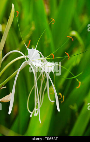 Peruvian Daffodill, Spider Lily (Hymenocallis festalis, Hymenocallis x festalis, Ismene festalis, Ismene x festalis), flower, USA, Florida Stock Photo