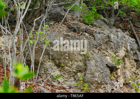 green iguana, common iguana (Iguana iguana), sitting on a rock, well camouflaged, USA, Florida, Key Largo Stock Photo