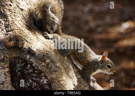 Eastern gray squirrel, Grey squirrel (Sciurus carolinensis), sitting at a tree trunk, USA, Florida, Key Largo Stock Photo