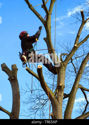northern red oak (Quercus rubra), felling of an oak in a garden, Germany, North Rhine-Westphalia Stock Photo