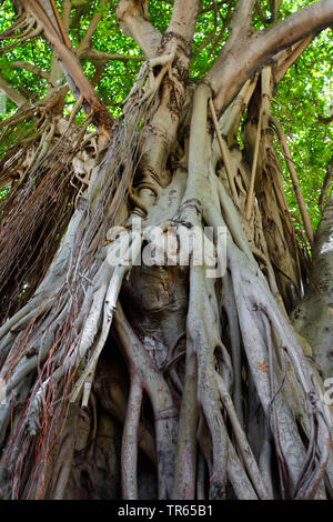 Curtain Fig Tree (Ficus virens), USA, Florida Stock Photo
