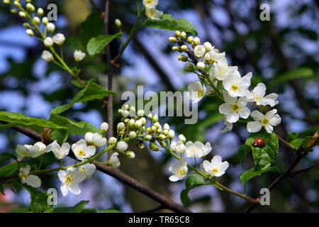 European bird cherry (Prunus padus, Padus avium), blooming branch with ladybird, Germany, North Rhine-Westphalia Stock Photo