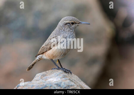 rock wren (Salpinctes obsoletus), sitting on a rock, side view, USA, Arizona Stock Photo