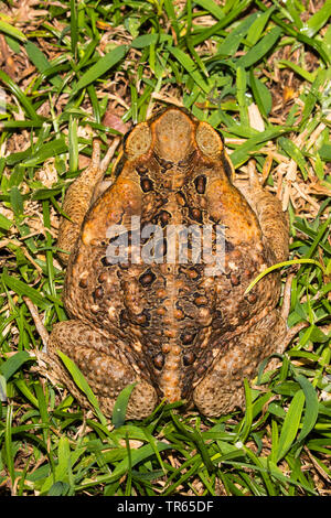 Giant toad, Marine toad, Cane toad, South American Neotropical toad (Bufo marinus, Rhinella marina), sitting in a meadow, view from above, USA, Hawaii, Maui, Kihei Stock Photo