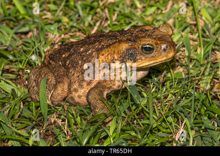 Giant toad, Marine toad, Cane toad, South American Neotropical toad (Bufo marinus, Rhinella marina), sitting in a meadow, side view, USA, Hawaii, Maui, Kihei Stock Photo