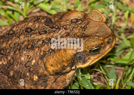 Giant toad, Marine toad, Cane toad, South American Neotropical toad (Bufo marinus, Rhinella marina), sitting in a meadow, view from above, USA, Hawaii, Maui, Kihei Stock Photo