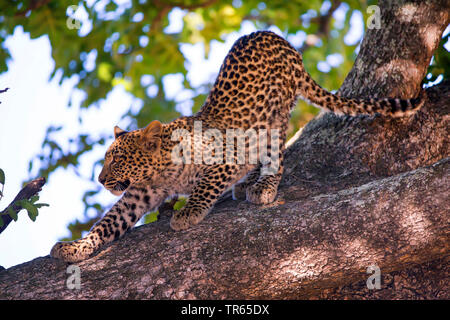 leopard (Panthera pardus), juvenile male stretching in a tree, side view, Botswana Stock Photo