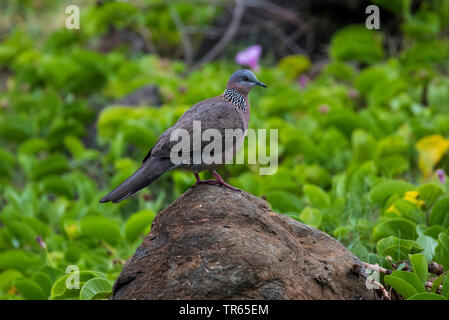 Spotted-necked dove (Streptopelia chinensis), sitting on a lava stone, side view, USA, Hawaii, Maui Stock Photo