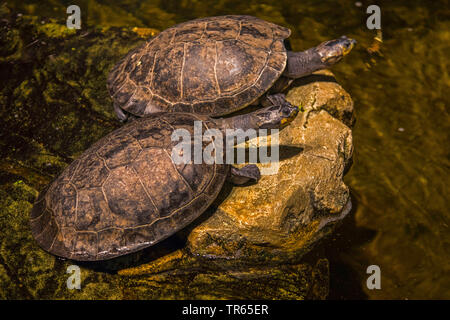 yellow-headed sideneck, yellow-spotted sideneck turtle, yellow-spotted Amazon River turtle, yellow-spotted river turtle (Podocnemis unifilis), sunbathing on a stone in water, USA, Arizona Stock Photo