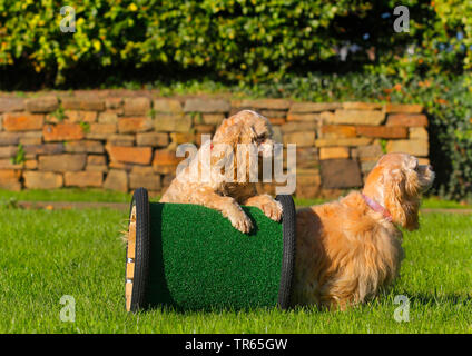 American Cocker Spaniel (Canis lupus f. familiaris), two American Cocker Spaniels running through a tunnel, dog training, Germany, North Rhine-Westphalia Stock Photo