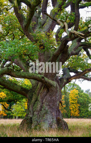 oak (Quercus spec.), old oak tree, Denmark, Klamptenborg, Copenhagen Stock Photo