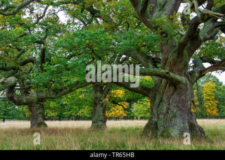 oak (Quercus spec.), old oak trees, Denmark, Klamptenborg, Copenhagen Stock Photo