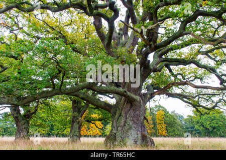 oak (Quercus spec.), old oak tree, Denmark, Klamptenborg, Copenhagen Stock Photo