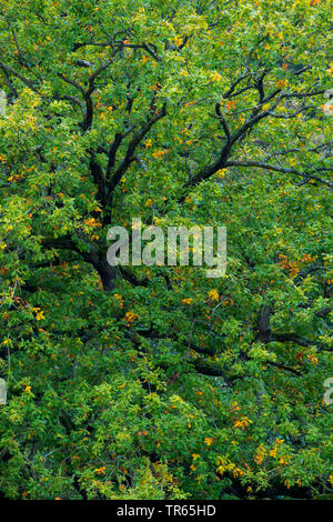 oak (Quercus spec.), corwn of an old oak tree, Denmark, Klamptenborg, Copenhagen Stock Photo
