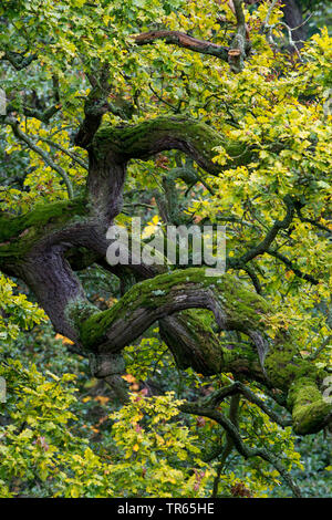 oak (Quercus spec.), corwn of an old oak tree, Denmark, Klamptenborg, Copenhagen Stock Photo