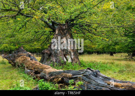 oak (Quercus spec.), old oak tree, one of it fallen, Denmark, Klamptenborg, Copenhagen Stock Photo