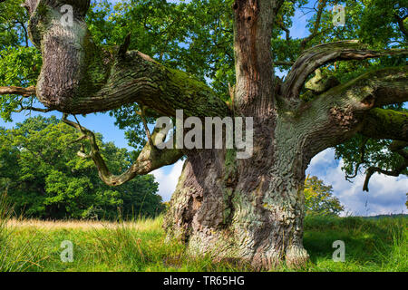 oak (Quercus spec.), old oak tree, Denmark, Klamptenborg, Copenhagen Stock Photo