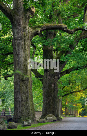 oak (Quercus spec.), forest Dinklager Burgwald, Germany, Lower Saxony, Dinklage Stock Photo