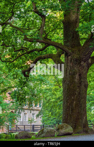 oak (Quercus spec.), forest Dinklager Burgwald, Germany, Lower Saxony, Dinklage Stock Photo