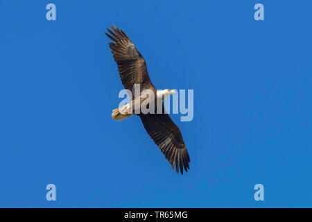 American bald eagle (Haliaeetus leucocephalus), in gliding flight in the blue sky, USA, Arizona Stock Photo