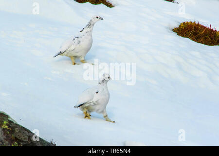Rock ptarmigan, Snow chicken (Lagopus mutus), two rock ptarmigans crossing a steeply snow field, United Kingdom, Scotland, Cairngorms National Park, Aviemore Stock Photo