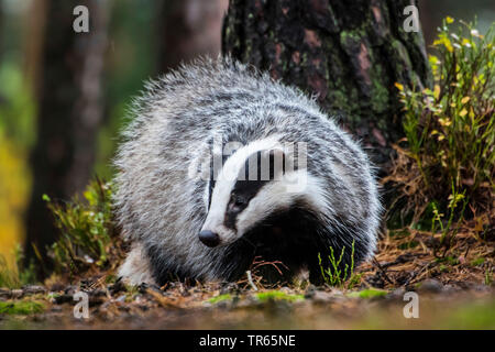 Old World badger, Eurasian badger (Meles meles), searching food in a forest, Czech Republic, Hlinsko Stock Photo