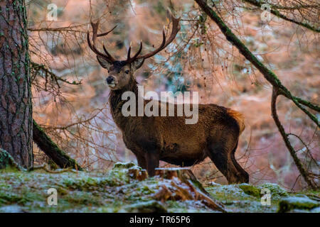 red deer (Cervus elaphus), red deer stag standing in a slightly snowy forest, United Kingdom, Scotland, Cairngorms National Park, Aviemore Stock Photo