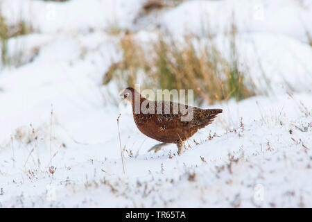 Red grouse (Lagopus lagopus scoticus), walking in wintry surrounding in the snow, side view, United Kingdom, Scotland, Cairngorms National Park, Aviemore Stock Photo