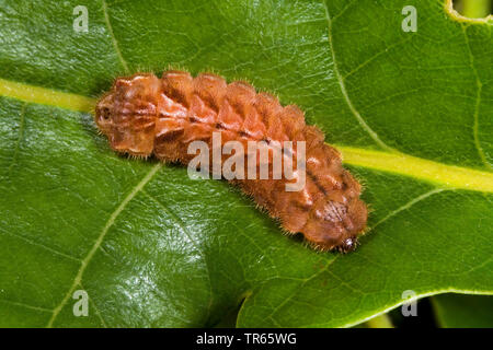 Purple Hairstreak (Favonius quercus, Neozephyrus quercus, Quercusia quercus), caterpillar on a leaf, Germany Stock Photo