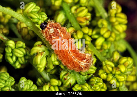 Purple Hairstreak (Favonius quercus, Neozephyrus quercus, Quercusia quercus), caterpillar on oak inflorescence, Germany Stock Photo