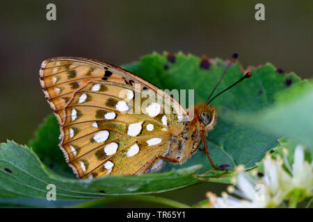 dark green fritillary (Argynnis aglaja, Speyeria aglaja, Mesoacidalia aglaja), sitting with closed wings on a leaf, side view, Germany Stock Photo