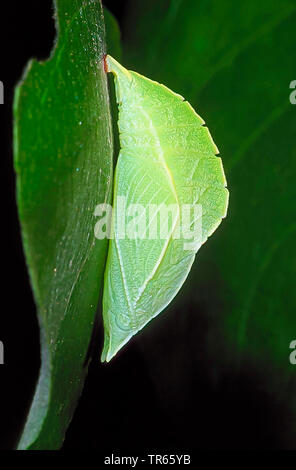 purple emperor (Apatura iris), suspended pupa at a leaf, Germany Stock Photo