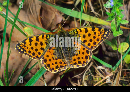 Queen of Spain fritillary (Argynnis lathonia, Issoria lathonia), female with opened wings, view from above, Germany