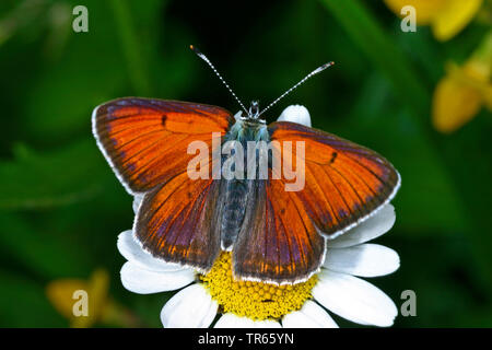 purple-edged copper (Lycaena hippothoe, Palaeochrysophanus hippothoe), male sitting on a white blossom, view from above, Germany Stock Photo