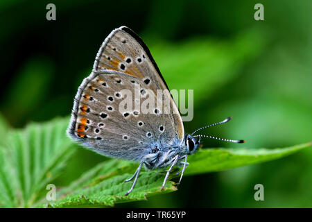 purple-edged copper (Lycaena hippothoe, Palaeochrysophanus hippothoe), sitting with folded wings on a leaf, side view, Germany Stock Photo