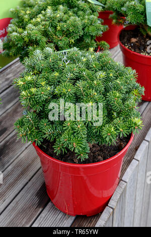 Korean fir (Abies koreana 'Brillant', Abies koreana Brillant), cultivar Brillant in a container, Germany, Lower Saxony Stock Photo