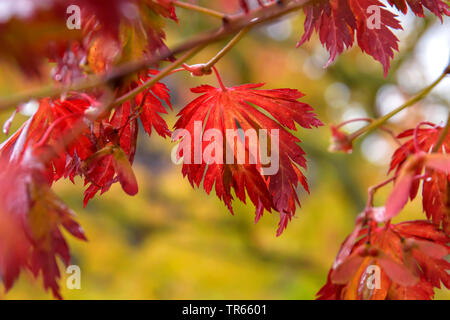 Japanese maple, Full Moon Maple (Acer japonicum 'Aconitifolium', Acer japonicum Aconitifolium), cultivar Aconitifolium in autumns, Germany, Berlin Stock Photo