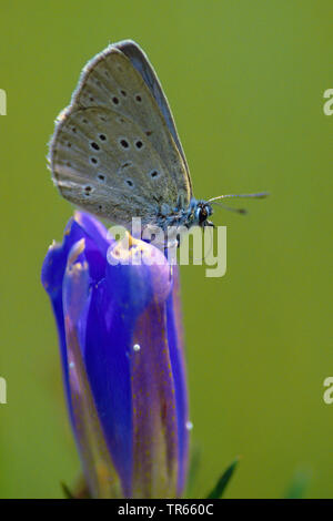 Alcon blue, Alcon large blue (Phengaris alcon, Maculinea alcon, Glaucopsyche alcon), female at egg deposition at Marsh gentian, Germany Stock Photo
