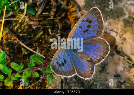 large blue (Phengaris arion, Maculinea arion, Glaucopsyche arion), top view, Germany