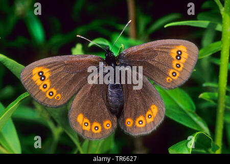 woodland ringlet (Erebia medusa, Erebia botevi), sitting with opened wings on a leaf, view from above, Germany Stock Photo